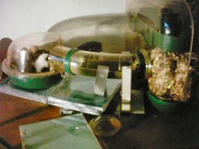 Picture of my hamster Lucy