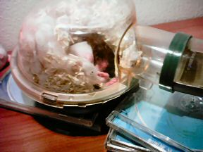 Picture of Lucy sleeping and dreaming!