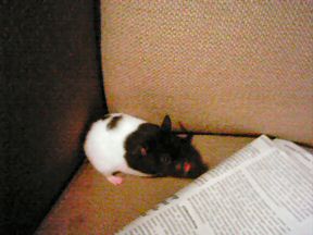 Picture Lucy on the couch, for the 8th time!