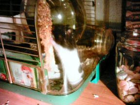 Picture of Lucy assaulting her favorite snack!