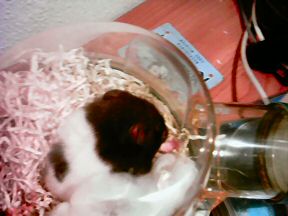 Picture of my hamster Lucy