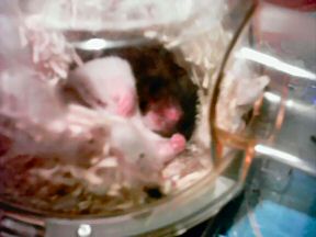 Picture of my hamster Lucy