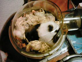 Picture of my hamster Lucy