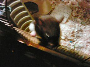 Picture of Lucy trying to get out of her cage.