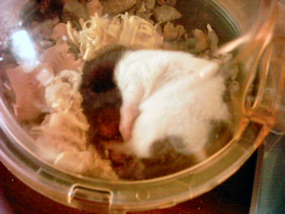 A picture of Lucy sleeping.