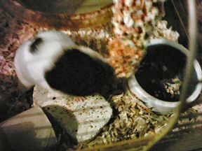 Picture of Lucy attacking a Kracker.