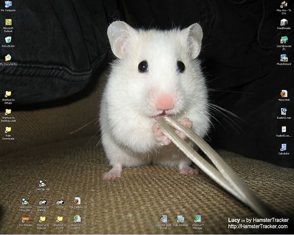My new desktop, starring Lucy