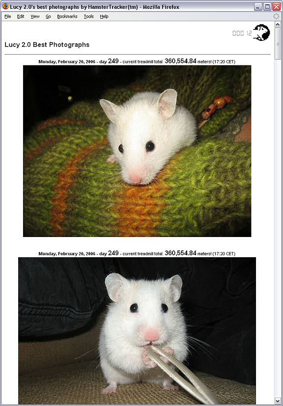 Picture of my hamster Lucy exploring my sweater (1).