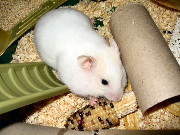 Picture of my hamster Lucy trying to put as much of corn in her pouches as possible.