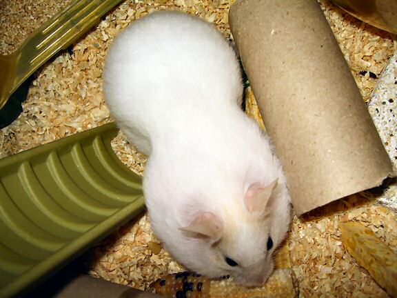 Picture of my hamster Lucy trying to put as much of corn in her pouches as possible.