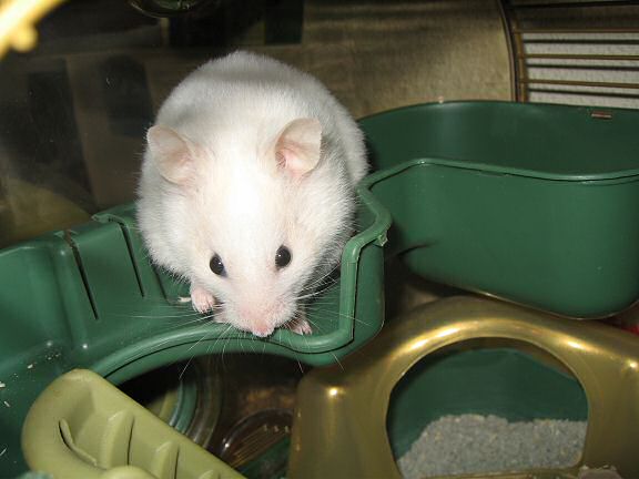 Picture of my hamster Lucy trying to put as much of corn in her pouches as possible.