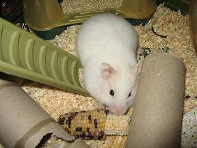 Picture of my hamster Lucy trying to put as much of corn in her pouches as possible.