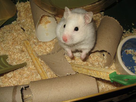My hamster Lucy, being her cute self.