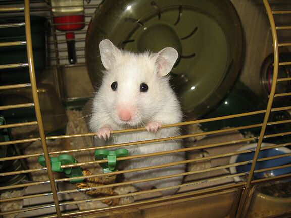 My hamster Lucy, being ultra cute.