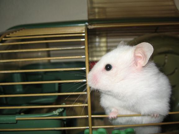 My hamster Lucy's face profile.