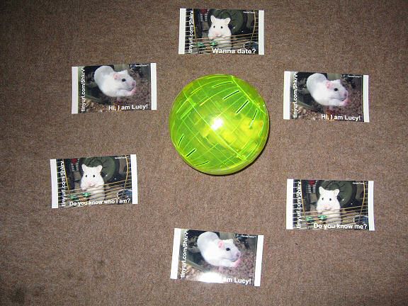 Picture of my hamster Lucy trying to pick one of the different HamsterTracker(tm) promotion cards.