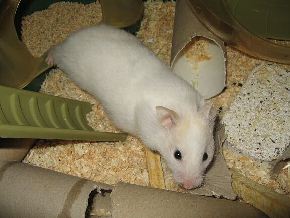 Picture of my hamster Lucy.