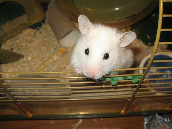 Picture of my hamster Lucy, being ultra cute!