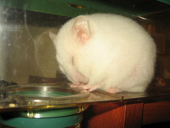 Picture of my hamster Lucy, meditating in her meditation-room!