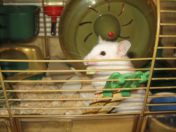 Picture of my hamster Lucy, having a treat!