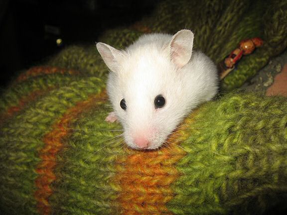 Picture of my hamster Lucy.