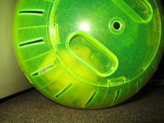 Picture of my hamster Lucy enjoying her explorer ball.