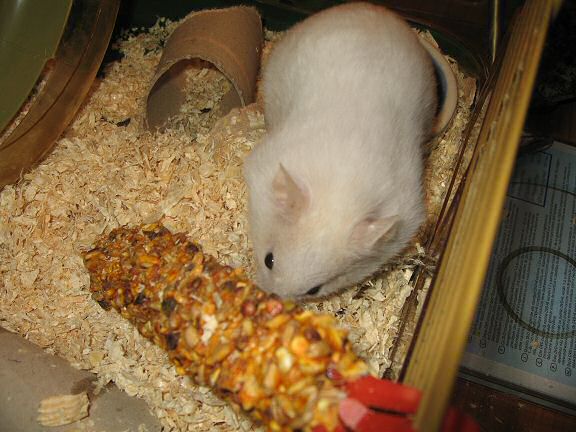 Picture of my hamster Lucy enjoying some other new treats.