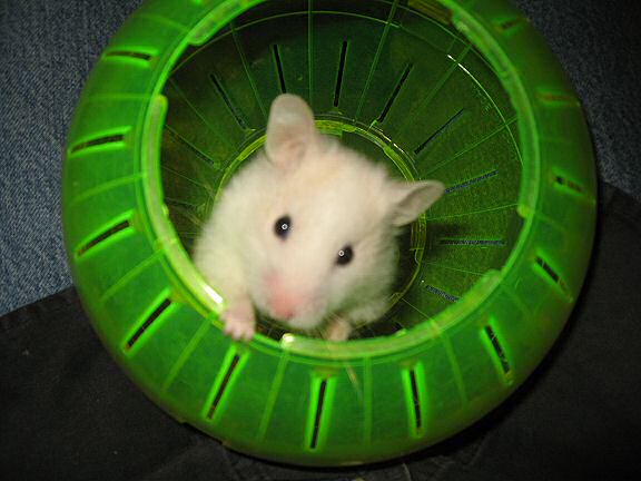 Picture of my hamster Lucy in her Explorer Ball.