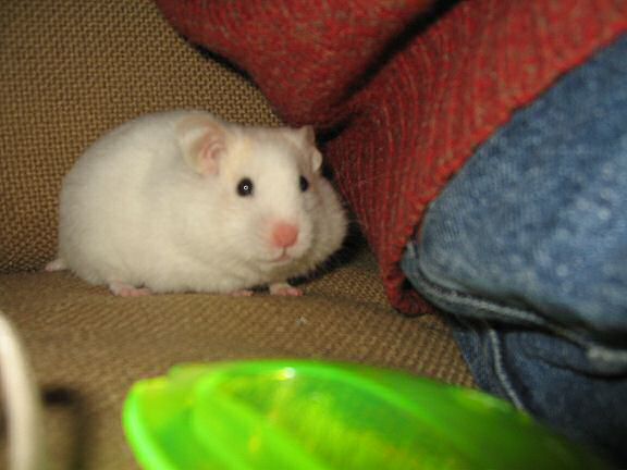 A previously unpublished photograph of my hamster Lucy (2.0).