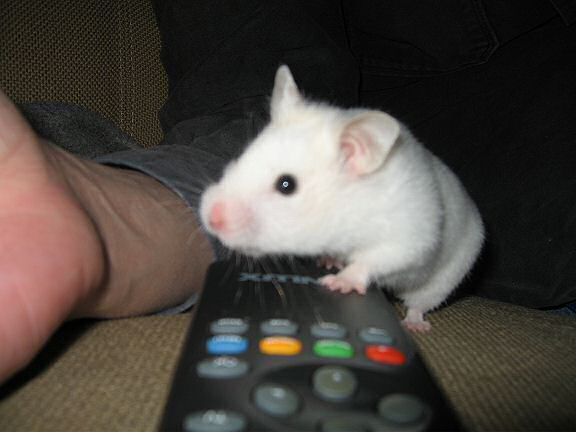 Picture of my hamster Lucy having a quarrel over the TV-remote .