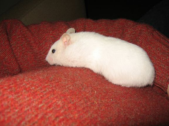 Picture of my hamster Lucy exploring my sweater (1).