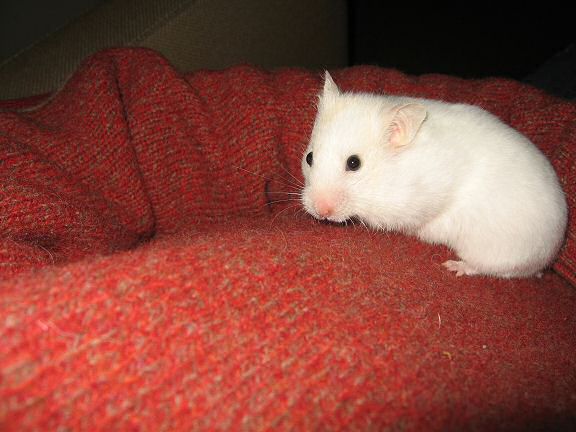 Picture of my hamster Lucy exploring my sweater (2).