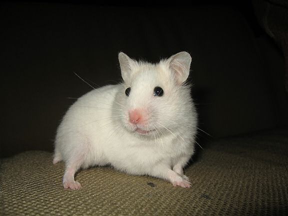 Picture of my hamster Lucy posing on the couch.