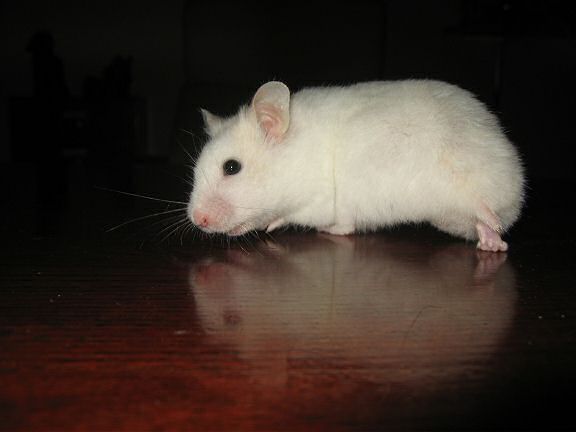 Picture of my hamster Lucy doin' a squared left turn on the table.