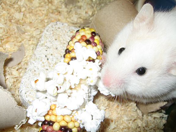 My hamster Lucy trying freshly made popcorn.