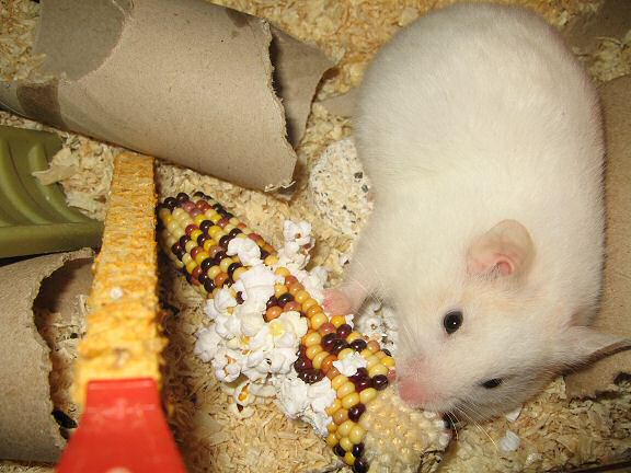 My hamster Lucy liking uncooked corn the best.