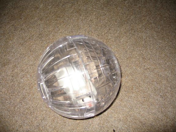 Picture of Lucy running in her explorer ball.