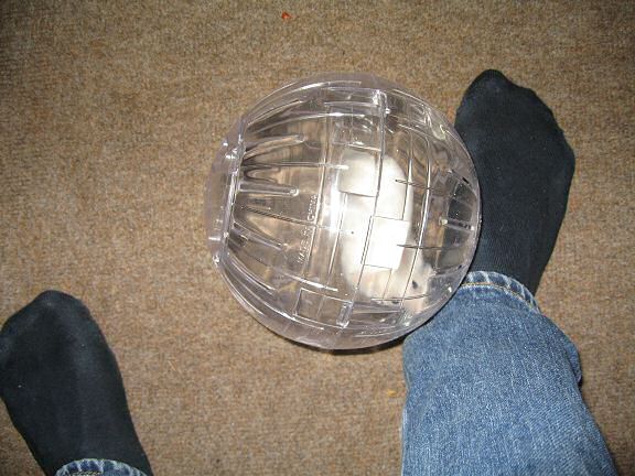 Picture of Lucy looking at my sock.