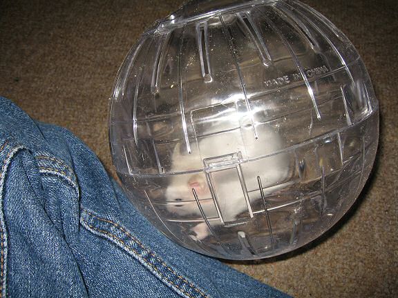 Picture of Lucy looking at herself.