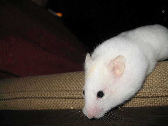 Picture of Lucy climbing off the couch!