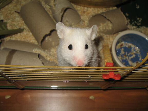 Picture of Lucy expressing her innocent look.