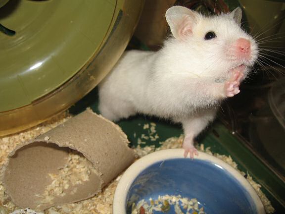 Picture of my hamster Lucy practicing her hello's.