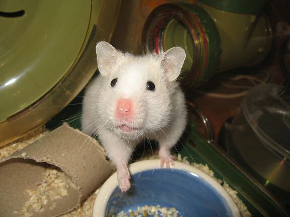 Picture of Lucy expressing her innocent look.