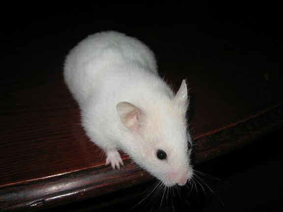 Picture of my hamster Lucy engaged in a tabletop photo shoot.