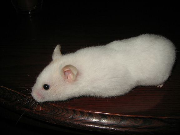 Picture of my hamster Lucy engaged in a tabletop photo shoot.