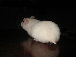 Picture of my hamster Lucy engaged in a tabletop photo shoot and demanding a raise in salary.