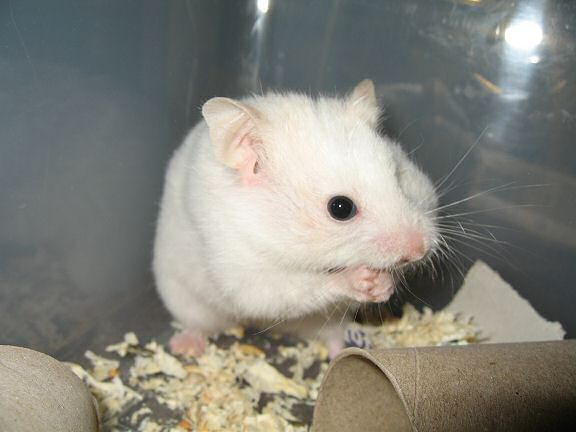 Picture of my hamster Lucy with a pouch stuffed with Vitakraft Rondis.