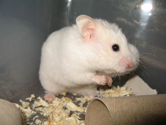 Picture of my hamster Lucy with a pouch stuffed with Vitakraft Rondis.