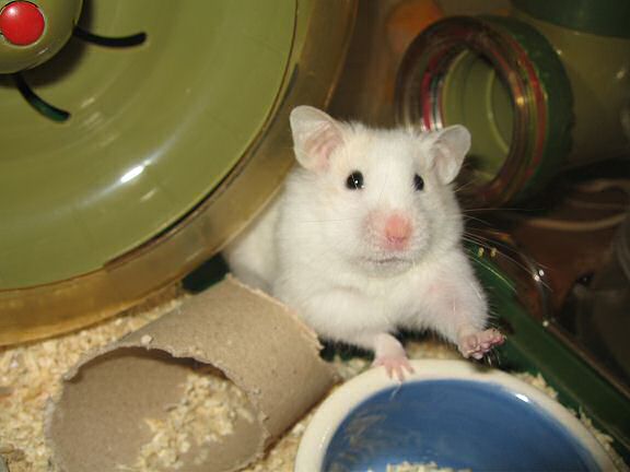 Picture of my hamster Lucy ordering dinner.