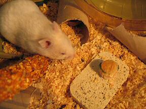Picture of my hamster Lucy enjoying her Micro-Cheeseburger.
